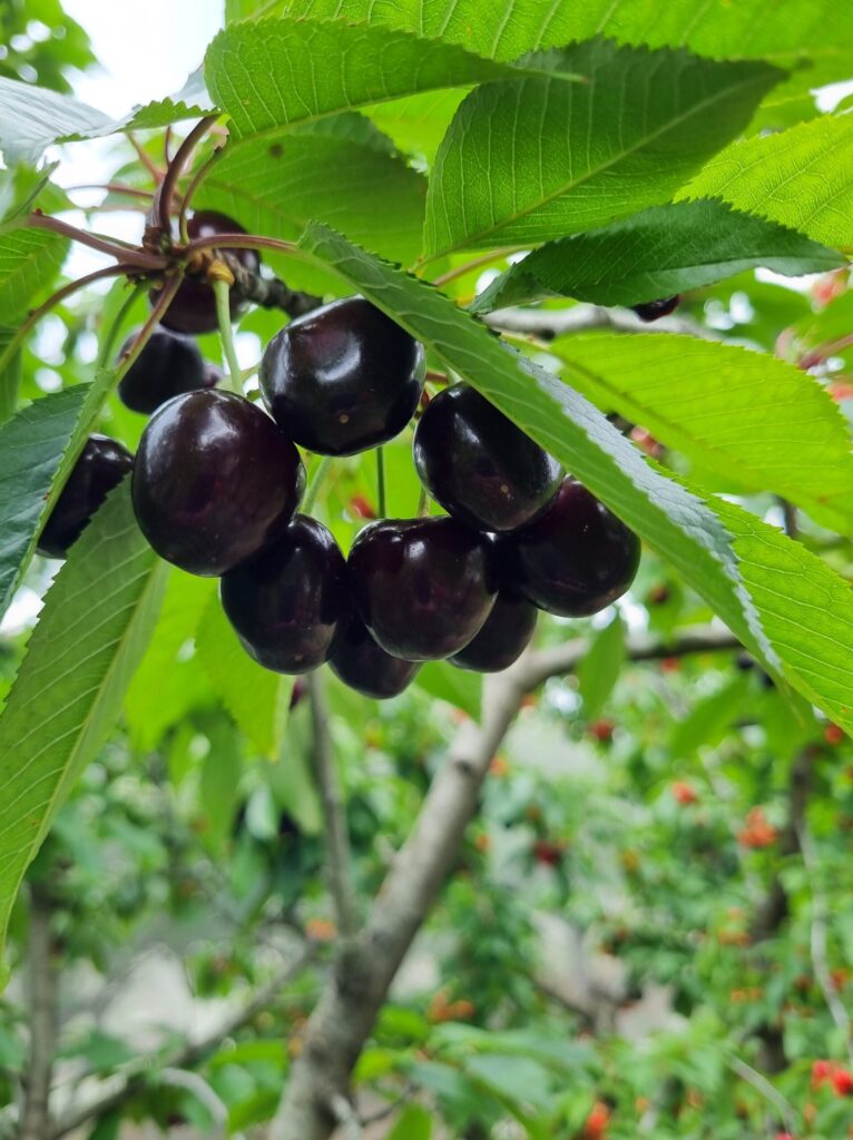 Adelaide Cherry Picking